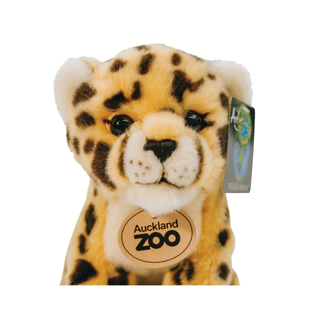 Auckland Zoo Cheetah