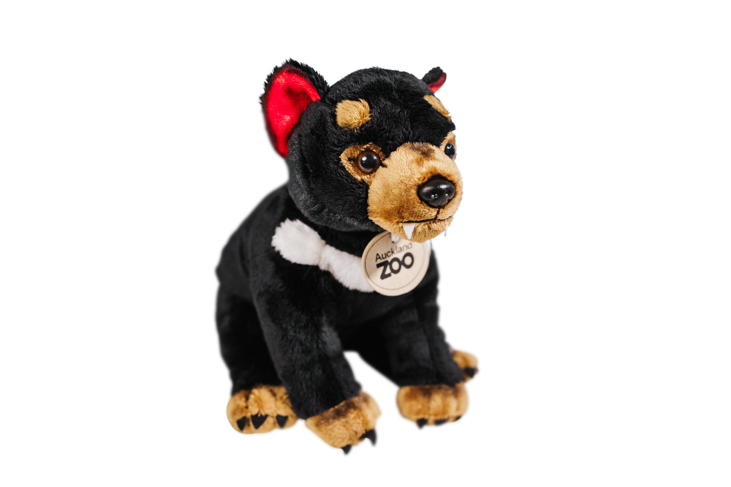 Auckland Zoo Tasmanian Devil