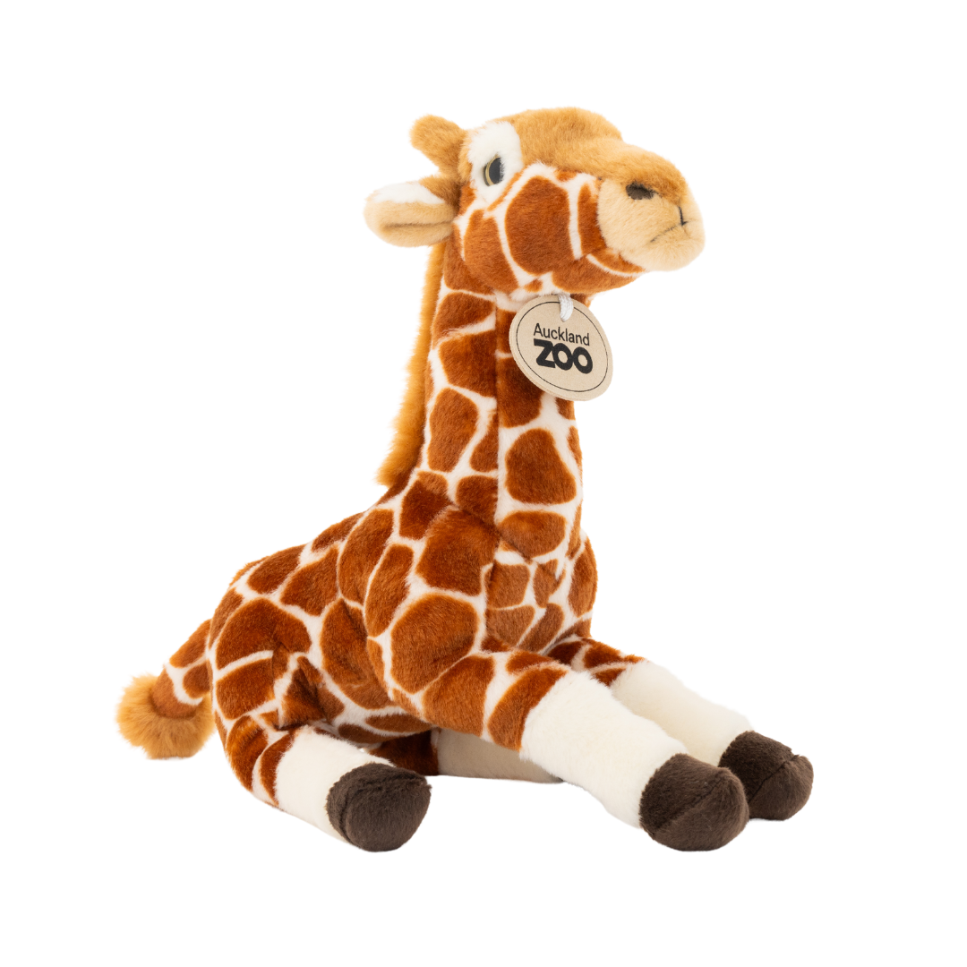 Auckland Zoo Giraffe.