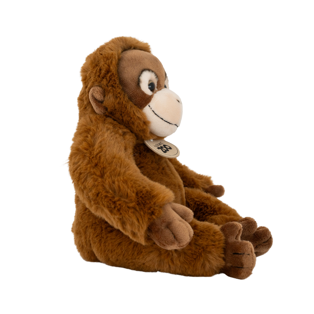 Auckland Zoo Orangutan