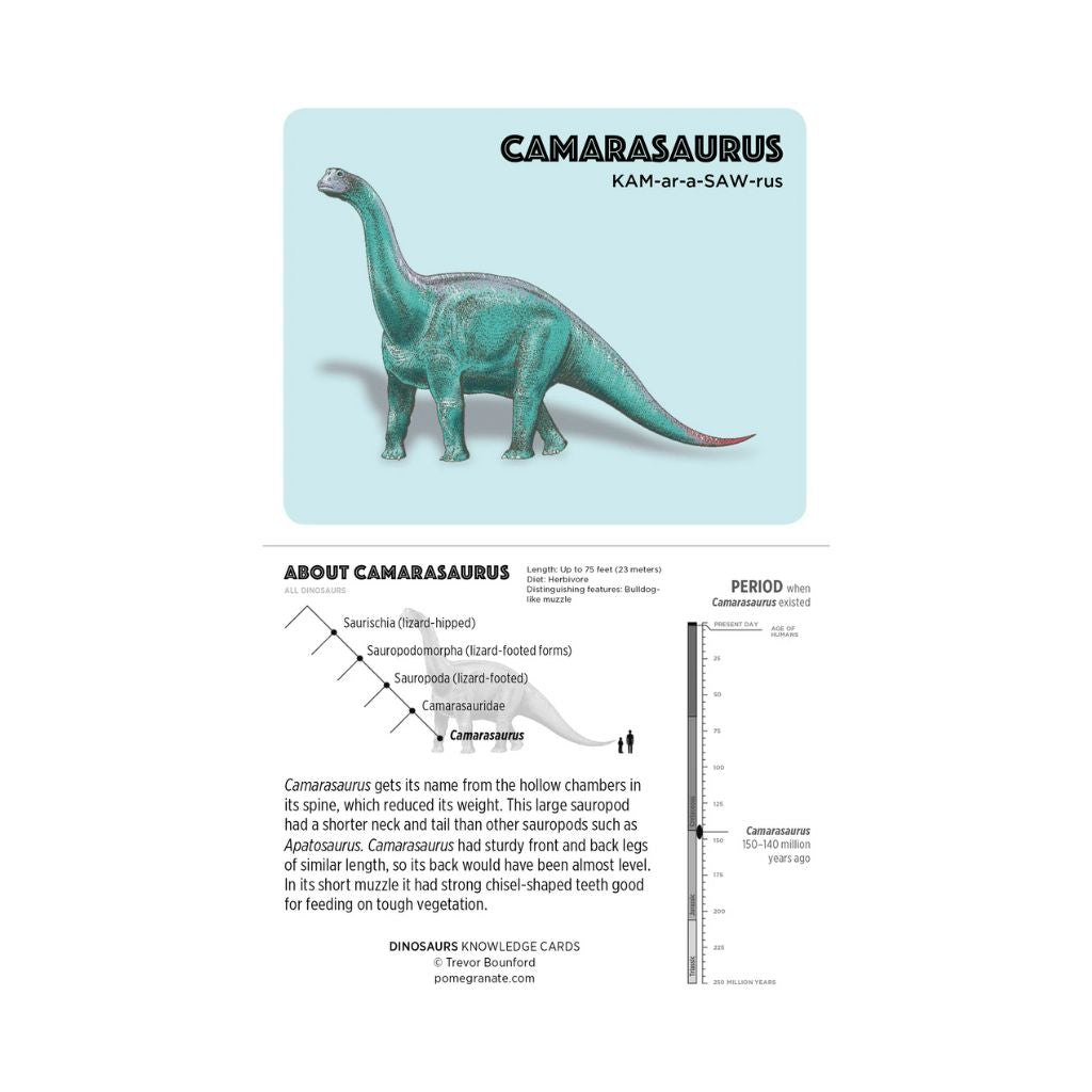 Dinosaurs Knowledge Cards