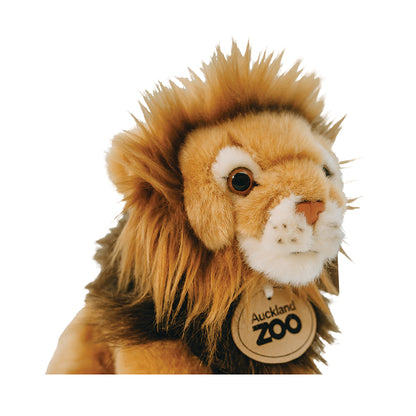 Auckland Zoo Lion