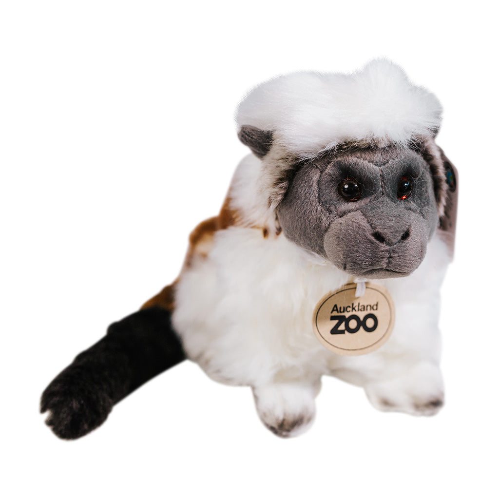 Auckland Zoo Cotton-top Tamarin