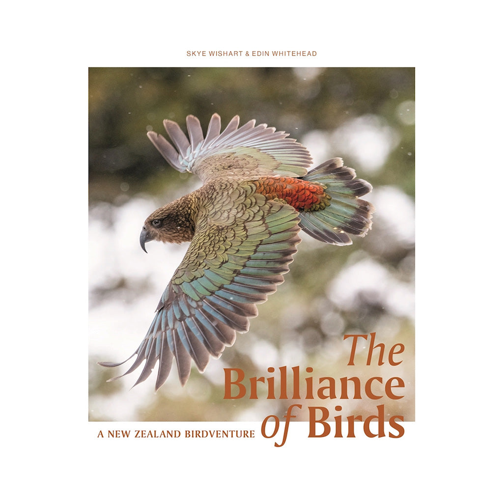 The Brilliance Of Birds